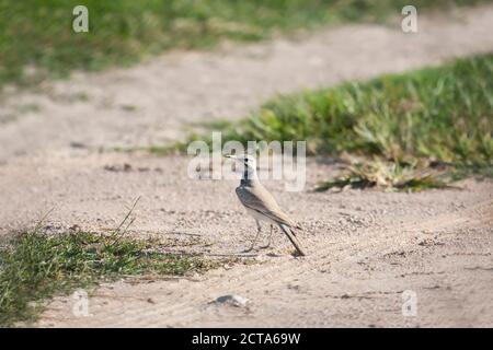Oman, größere Wiedehopf-Lerche Stockfoto