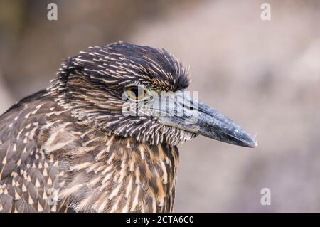 Ecuador, Galapagos, Genovesa, Lava Reiher, Butorides Sundevalli Stockfoto