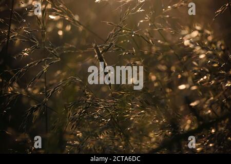 Grass im Abendlicht Stockfoto