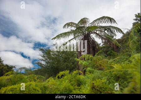 Neuseeland, Nordinsel, Bay of Plenty, Orakei Korako, Ponga (Cyathea Dealbata) Silber Baumfarn Stockfoto