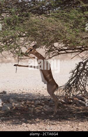 Oman, Jaluni, arabische Oryx Sanctuary, Berg-Gazelle (Gazella Gazella) Stockfoto