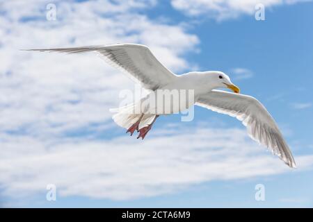 Kanada, British Columbia, Vancouver Island, Glaucous geflügelte Gull (Larus Glaucescens) Stockfoto