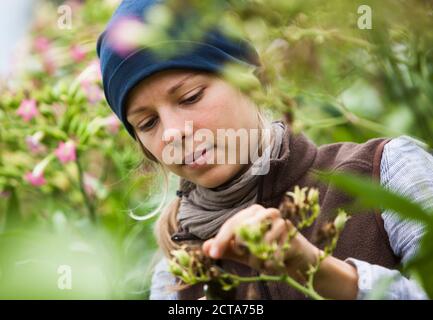 Österreich, Schiltern, Alternative Gärtner Tabakpflanze Stockfoto