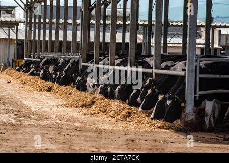 Kühe in einem Kuhstall auf einer Milchfarm. Fotografiert in Israel Stockfoto