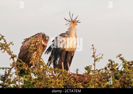 Afrika, Kenia, Maasai Mara National Reserve, Secretarybird oder Secretary Bird (Schütze serpentarius) und Rueppellgeier (Gyps rueppellii) Stockfoto