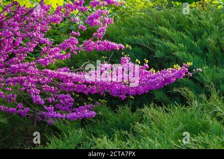judas Baum blüht im Park. Schöne Natur Hintergrund im Morgenlicht. Lila und grüne Farben Stockfoto