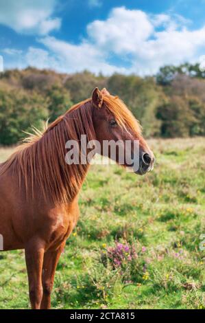 Wildes Pony in Quantock Hills AONB Stockfoto