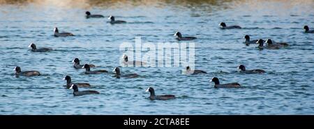 Ein Schwarm eurasischer Russ (Fulica atra) Schwimmend auf dem Wasser fotografiert in Israel Stockfoto