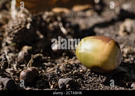 Gefallene Eichel auf dem Boden des Waldbodens Stockfoto