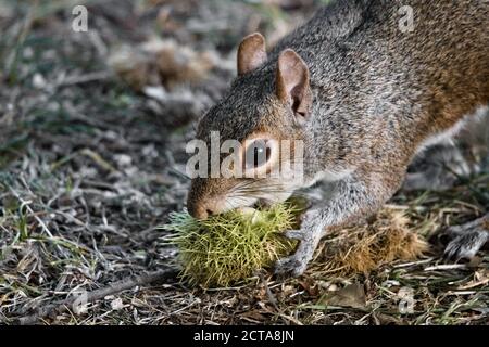 Wildes Ostgrauhörnchen (Sciurus carolinensis) Essen der Kastanie von einem gefallenen Conker (Aesculus hippocastanum) Im Hyde Park Stockfoto