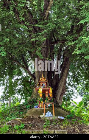 Dahinter steht ein Geisterhaus auf einem Erdhügel mit einem riesigen Baum. Traditionelles Thai Miniaturhaus für einen Schutzgeist gebaut zu residieren. Stockfoto