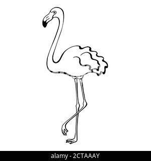 Flamingo Vogel schwarz weiß Skizze isoliert Illustration Vektor Stock Vektor