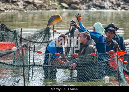 Karpfen werden vernetzt, gewogen und untersucht und in den Pool in diesem Fischbecken auf einem Kibbuz in Israel zurückgegeben Stockfoto