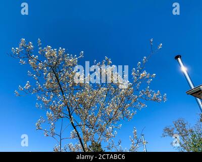 Blühende Amelanchier-Felsenbirne im Frühling Stockfoto