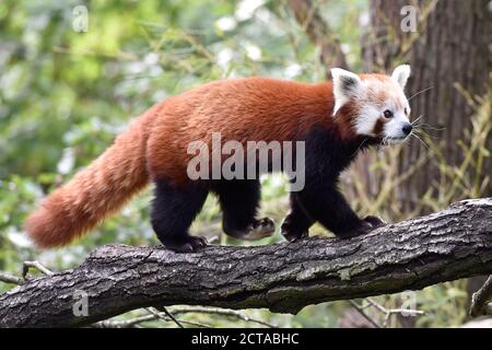 Rote Panda Spaziergänge auf einem Zweig im Zoo Brno, Tschechische Republik, 19. September 2020. (CTK Photo/Vaclav Salek) Stockfoto