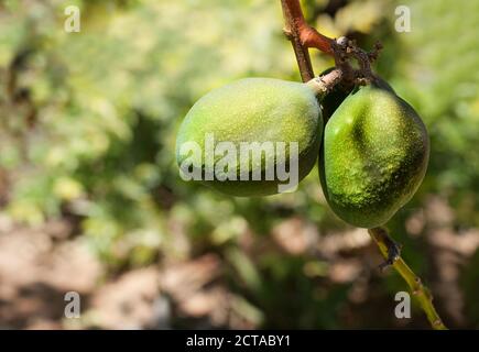 Nahaufnahme des Zweiges mit zwei Mangofrüchten. Mango ist ein Nationalbaum von Bangladesch, Frucht der Philippinen. Konzept - Bio und gesunde Ernährung. Stockfoto