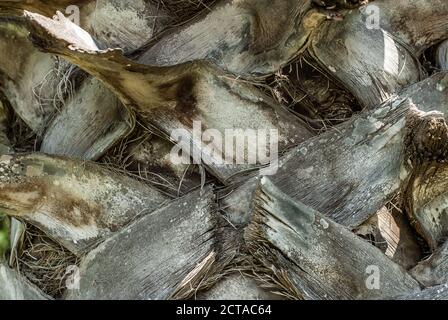 Nahaufnahme von Palmenstamm gemusterten Textur. Gealtertes Massivholz Rustikale Shabby Fiber Grau Hintergrund von Arecaceae Baum Stamm. Stockfoto