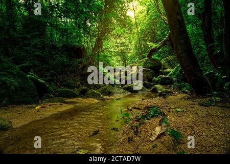 Grüner Baum und Felsen im tropischen Wald. Gewässer im Dschungel mit Sonnenlicht. Kleiner Bach im Wald. Saubere Umgebung. Schönheit in der Natur. Stockfoto