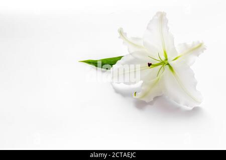 Kondolenzkarte mit weißen Blüten Lilie. Symbol für Beerdigung Stockfoto