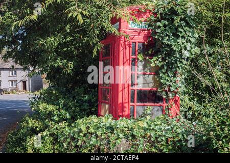 Eine alte Telefonbox (jetzt als Defibrillator verwendet), die von Evy, Middleton-by-Youlgreave, Peak District National Park, Derbyshire, zur Hälfte abgedeckt wird Stockfoto