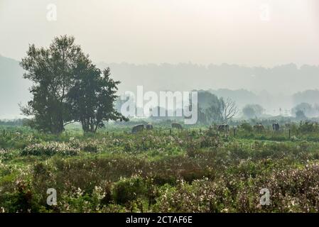 New Forest, Hampshire, UK, 22. September 2020: Die Herbst-Tagundnachtgleiche sieht den letzten Sommertag mit viel kühleren Bedingungen morgen. Morgennebel im Avon Valley bei Fordingbridge bringt ein herbstliches Gefühl an den entscheidenden Tag. Kredit: Paul Biggins/Alamy Live Nachrichten Stockfoto