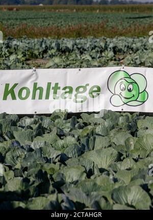 22. September 2020, Schleswig-Holstein, Dithmarschen (kreis): Ein Transparent mit der Aufschrift "Kohltage" ist in einem Kohlfeld platziert. Dithmarschen, Europas größtes geschlossenes Kohlanbaugebiet, feiert mit den Dithmarscher Kohltagen eine Woche lang Kohl. Die Tage werden mit dem traditionellen Kohlschnitt durch den Landrat und Landwirtschaftsminister eröffnet. Foto: Markus Scholz/dpa Stockfoto