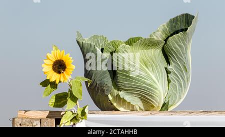 22. September 2020, Schleswig-Holstein, Dithmarschen (kreis): Ein Kohlkopf und eine Sonnenblume sind an einem Anhänger zur Dekoration befestigt. Dithmarschen, Europas größtes geschlossenes Kohlanbaugebiet, feiert mit den Dithmarscher Kohltagen eine Woche lang Kohl. Eröffnet werden die Tage mit dem traditionellen Kohl, der vom Landrat und Landwirtschaftsminister geschnitten wird. Foto: Markus Scholz/dpa Stockfoto