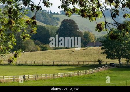 Blick über Felder nach Colley Hill und Reigate Hill in der Surrey Hills Area of Outstanding Natural Beauty und North Downs, Großbritannien, im September Stockfoto