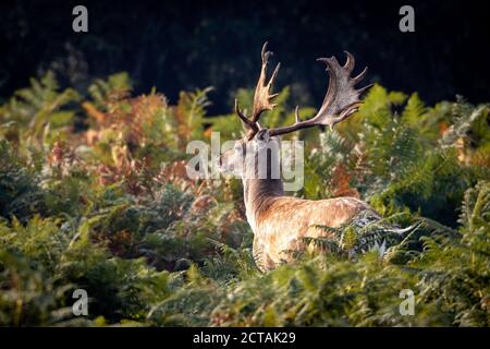 New Forest, Hampshire. September 2020. Wetter in Großbritannien. An einem hellen, bewölkten Morgen des Herbstlichen Tagundnachtgleiche grasen in der Nähe von Bolderwood im New Forest National Park. Credit Stuart Martin/Alamy Live Nachrichten Stockfoto