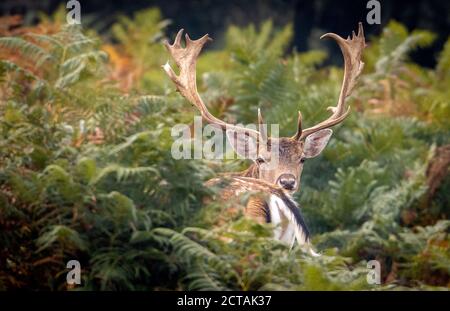 New Forest, Hampshire. September 2020. Wetter in Großbritannien. An einem hellen, bewölkten Morgen des Herbstlichen Tagundnachtgleiche grasen in der Nähe von Bolderwood im New Forest National Park. Credit Stuart Martin/Alamy Live Nachrichten Stockfoto