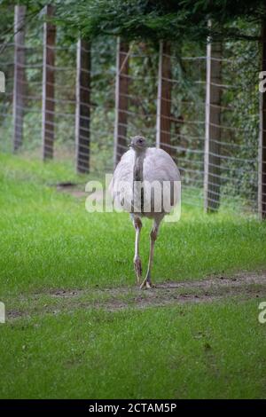 Vertikale Aufnahme eines Straußes Stockfoto