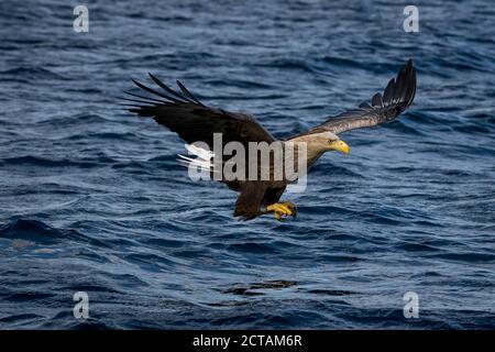 REKDAL, NORWEGEN - 2019. April. Whitetaile Eagle. Stockfoto