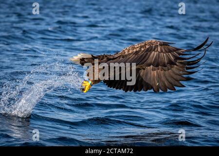 REKDAL, NORWEGEN - 2019. April. Whitetaile Eagle fängt die Makrele. Stockfoto