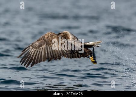 REKDAL, NORWEGEN - 2019. April. Whitetaile Eagle mit großem Fang. Stockfoto