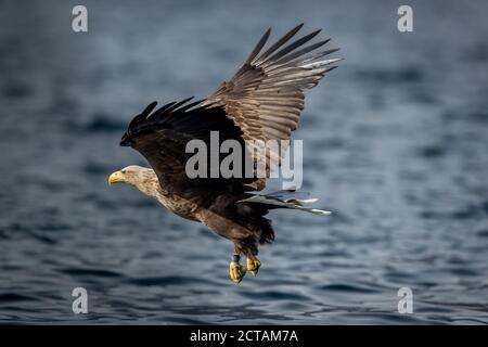 REKDAL, NORWEGEN - 2019. April. Whitetaile Eagle ist glücklich nach einem großen Fischfang. Stockfoto