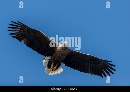 REKDAL, NORWEGEN - 2019. April. Whitetaile Eagle sieht Sie. Stockfoto