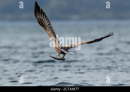 REKDAL, NORWEGEN - 2019. April. Whitetaile Eagle haben das Abendessen gefangen. Stockfoto