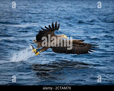 REKDAL, NORWEGEN - 2019. April. Whitetaile Eagle mit super tollen Fang. Stockfoto