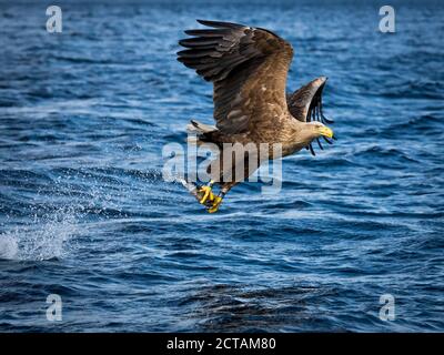 REKDAL, NORWEGEN - 2019. April. Whitetaile Eagle nach dem Fang der Fische nach Hause fliegen. Stockfoto