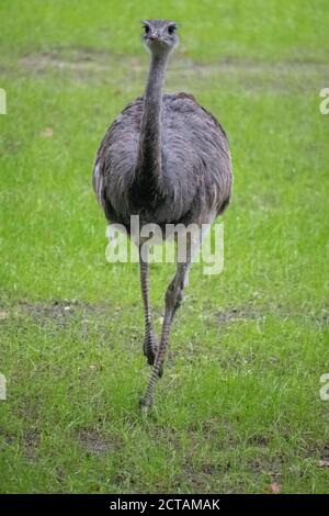 Vertikale Aufnahme eines Straußes Stockfoto