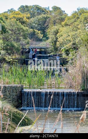 Die Menschen laufen auf Trittsteinen in einem terrassenförmigen Wasserfall in der einheimischen Feuchtgebiete im inneren Westen, Sydney Park in Alexandria, Sydney Australien Stockfoto