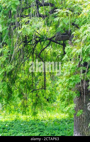 Äste eines Baumes mit grünen Blättern hängen wie eine natürliche Markise herunter. Hängende Äste im Sommer Stockfoto