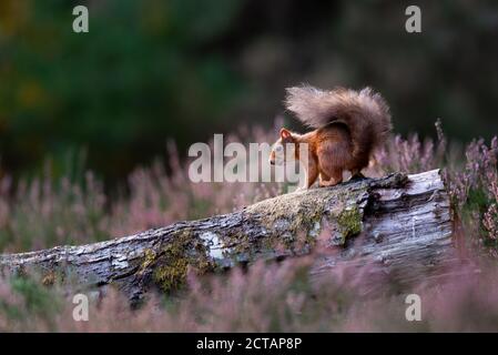 Rothörnchen (Sciurus vulgaris) in Heidekraut Stockfoto
