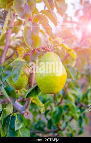 Reife Birnen mit Regen Tropfen hängen am Baum reif für die Ernte Stockfoto