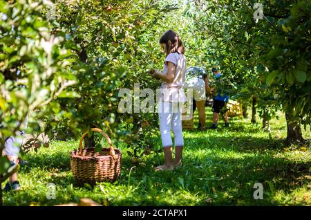 Im Sommer pflücken Kinder leckeren roten Apfel vom Baum. Das kleine Mädchen erntet reife Bio-Früchte von einem Baum im Obstgarten. Konzept der gesunden Ernährung Stockfoto