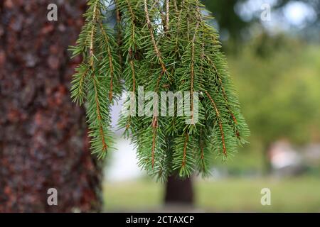 Frische grüne Fichtenzweige im Wald Stockfoto