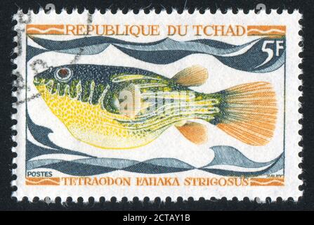 TSCHAD - UM 1969: Briefmarke gedruckt von Tschad, zeigt Tetraodon fahaka strigosus, um 1969. Stockfoto