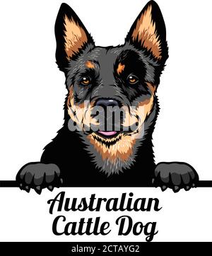 Peeking Dog - Australian Cattle Dog - Hunderasse. Farbbild eines Hundekopfes isoliert auf weißem Hintergrund Stock Vektor