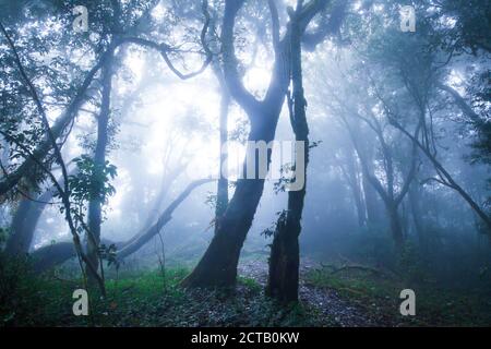 Mystischer tropischer Regenwald in blau nebelig, sanfter Sonnenstrahl scheint durch Äste wilder Bäume auf Epiphyten, die auf dem Stamm tropischer Bäume wachsen. Stockfoto
