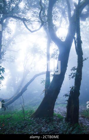 Mystischer tropischer Regenwald in blau nebelig, sanfter Sonnenstrahl scheint durch Äste wilder Bäume auf Epiphyten, die auf dem Stamm tropischer Bäume wachsen. Stockfoto